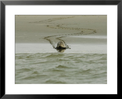 Harbour Seal On Beach Entering Water, France by Gerard Soury Pricing Limited Edition Print image