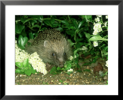 European Hedgehog, England by Les Stocker Pricing Limited Edition Print image