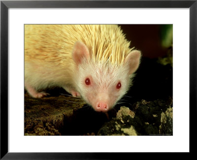Four-Toed Hedgehog, Albino, England by Les Stocker Pricing Limited Edition Print image