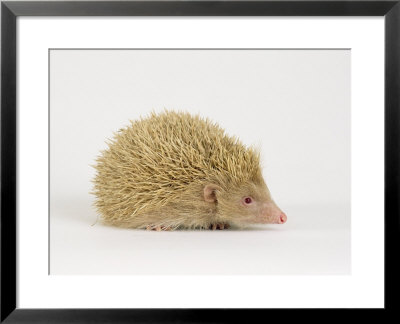 Hedgehog, Albino by Les Stocker Pricing Limited Edition Print image