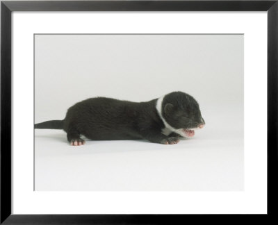 Mink, Young by Les Stocker Pricing Limited Edition Print image