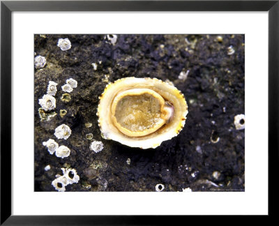 Common Limpet, Underside, Uk by Harold Taylor Pricing Limited Edition Print image