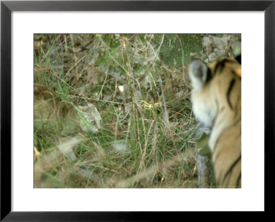 Tiger, With Jungle Cat, India by Satyendra K. Tiwari Pricing Limited Edition Print image