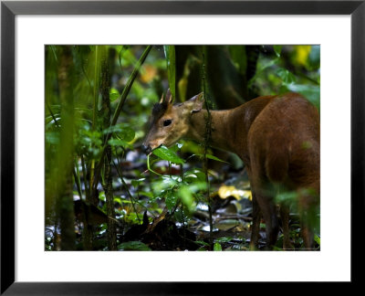 Red Brocket Deer, Eating In Forest, Costa Rica by Roy Toft Pricing Limited Edition Print image