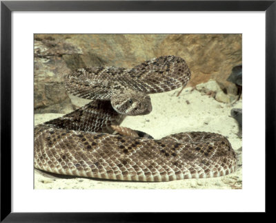 Western Diamondback Rattlesnake, Crotalus Atrox by Ronald Toms Pricing Limited Edition Print image