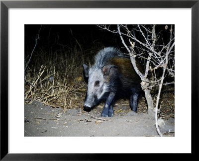 Bushpig, Ruaha National Park, Tanzania by Ariadne Van Zandbergen Pricing Limited Edition Print image