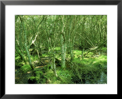 Willow Carr And Swampy Ground Around Little Sea, Uk by Ian West Pricing Limited Edition Print image