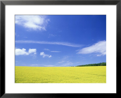 Rape, Flowers, Uk by Ian West Pricing Limited Edition Print image