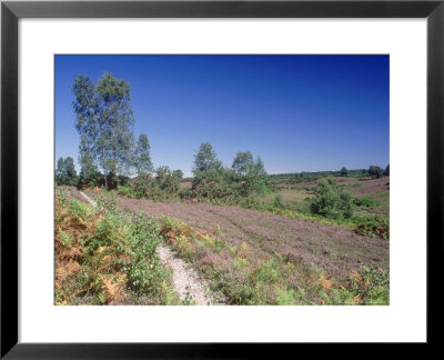 Bell Heather And Ling, View Along Western Fringe, Hampshire, Uk by Ian West Pricing Limited Edition Print image