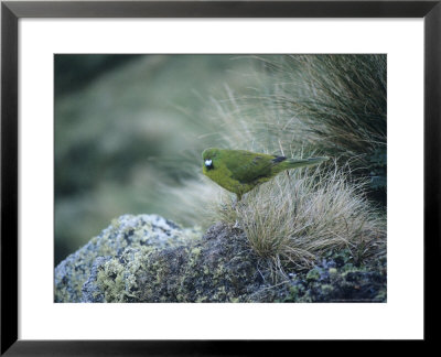 Antipodus Green Parrot, Antipodes Islands by Kim Westerskov Pricing Limited Edition Print image