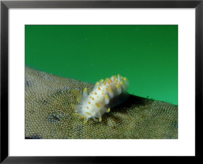 Yellow Spotted Nudibranch, Feeding, Uk by Mark Webster Pricing Limited Edition Print image