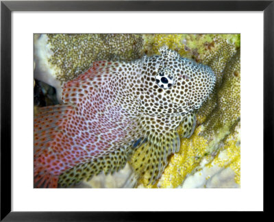 Leopard Blenny, Adult, Red Sea by Mark Webster Pricing Limited Edition Print image