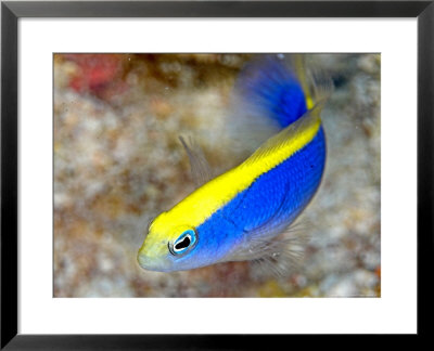 Wrasse, Portrait, Red Sea by Mark Webster Pricing Limited Edition Print image