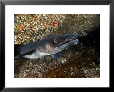 Conger Eel, Emerging From Rock Crevice, Uk by Mark Webster Pricing Limited Edition Print image