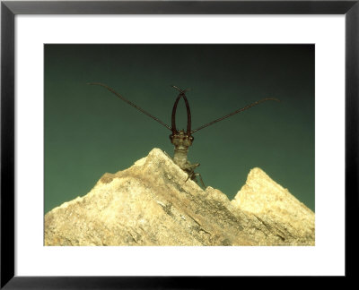 Dobsonfly, Usa by G. W. Willis Pricing Limited Edition Print image