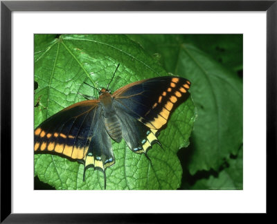 Two Tailed Pasha, Vallee Dorb, S. France by John Woolmer Pricing Limited Edition Print image