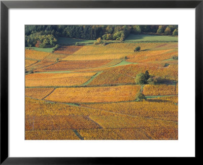 Beaujolais Vineyards Near Beuajeu, Rhone Alpes, France by Michael Busselle Pricing Limited Edition Print image