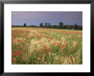 Summer Meadow With Poppies, Near Chateaumeillant, Loire Centre, Centre, France by Michael Busselle Pricing Limited Edition Print image