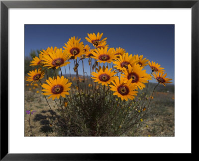 Gazanias In Namaqua National Park, Namaqualand, Northern Cape, South Africa, Africa by Steve & Ann Toon Pricing Limited Edition Print image