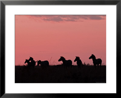 Burchell's Zebras Silhouetted In The Morning Sky Of The Maasai Mara, Kenya by Joe Restuccia Iii Pricing Limited Edition Print image