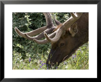 Portrait Of Elk Feeding At Jasper National Park, Canada by Diane Johnson Pricing Limited Edition Print image