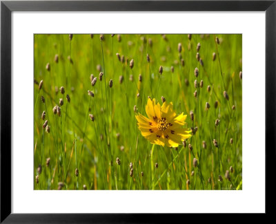 Grass Heads And Lone Coreopsis Flower Near Industry, Texas, Usa by Darrell Gulin Pricing Limited Edition Print image