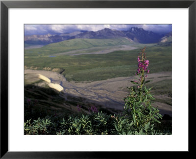 Fireweed And Alaska Range Peaks, Sable Pass, Denali National Park, Alaska, Usa by Paul Souders Pricing Limited Edition Print image