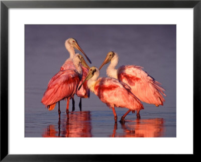 Four Roseate Spoonbills At Dawn, Ding Darling Nwr, Sanibel Island, Florida, Usa by Charles Sleicher Pricing Limited Edition Print image
