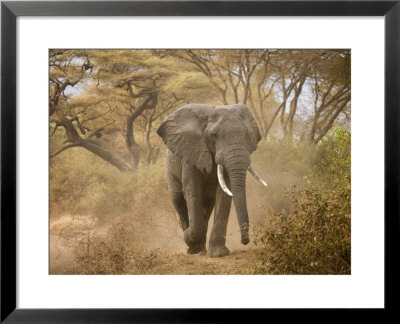 Loxodonta Africana, Lake Manyara National Park, Tanzania by Ivan Vdovin Pricing Limited Edition Print image