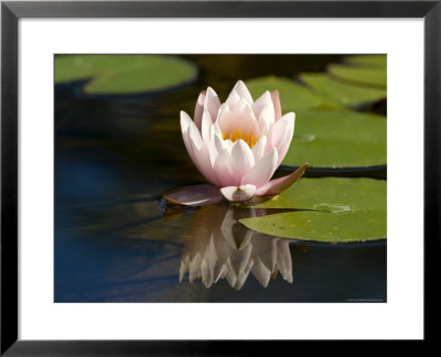 Waterlily, (Nymphaea), Bielefeld, Nordrhein Westfalen, Germany by Thorsten Milse Pricing Limited Edition Print image