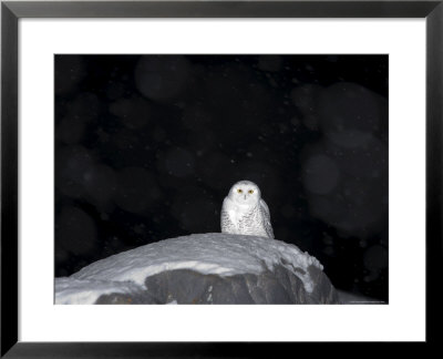Snow Owl, Nyctea Scandiaca, Churchill, Manitoba, Canada, North America by Thorsten Milse Pricing Limited Edition Print image