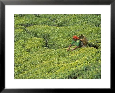 Tea Plantation, Kerala, Southern India by Peter Adams Pricing Limited Edition Print image
