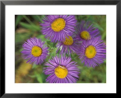 Tahoka Daisy, St. Mary, Montana, Usa by Darrell Gulin Pricing Limited Edition Print image