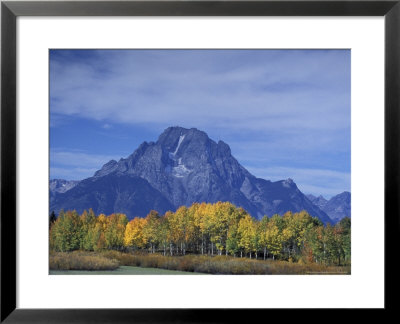 Aspen Trees Along Oxbow Bend, Grand Tetons National Park, Wyoming, Usa by Hugh Rose Pricing Limited Edition Print image