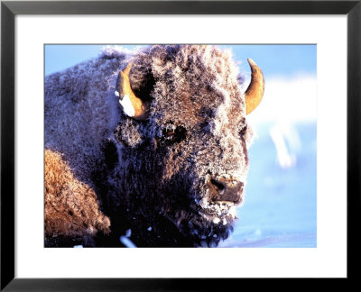 Rocky Mt. Bison, Yellowstone National Park, Wyoming, Usa by Gavriel Jecan Pricing Limited Edition Print image