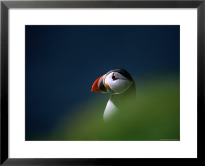 Puffin (Fratercula Artica), United Kingdom by David Tipling Pricing Limited Edition Print image