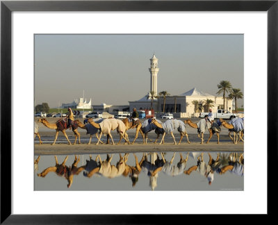 Camels At Dubai Camel Racecourse, Late Afternoon by Terry Carter Pricing Limited Edition Print image