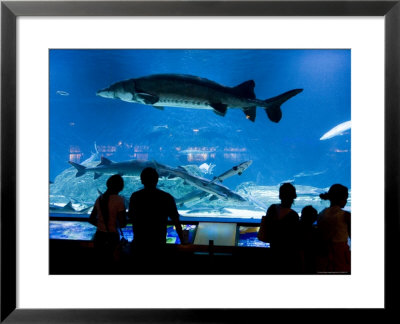 Beijing Aquarium by Greg Elms Pricing Limited Edition Print image