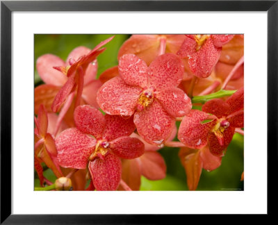 Closeup Of A Hybrid Cultivated Orchid Variety With Dew Drops, Singapore by Tim Laman Pricing Limited Edition Print image