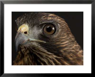 Broadwing Hawk, Lincoln, Nebraska by Joel Sartore Pricing Limited Edition Print image