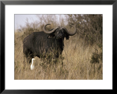 Cape Buffalo With Large Curving Horns And A Cattle Egret by Jason Edwards Pricing Limited Edition Print image