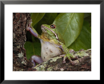 Barking Treefrog Climbs A Tree by George Grall Pricing Limited Edition Print image