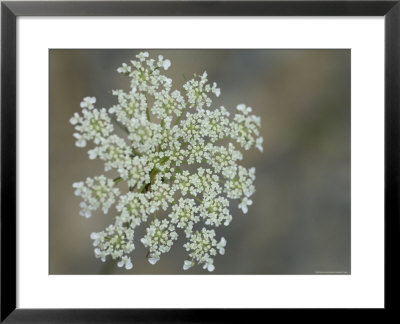 Queen Anne's Lace Blooms by Stephen Alvarez Pricing Limited Edition Print image