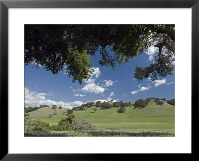 Oak Woodlands And Spring Clouds, California by Rich Reid Pricing Limited Edition Print image