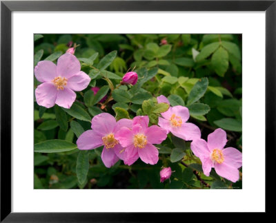 Soft Light On Nookta Rose, Alaska by Ralph Lee Hopkins Pricing Limited Edition Print image