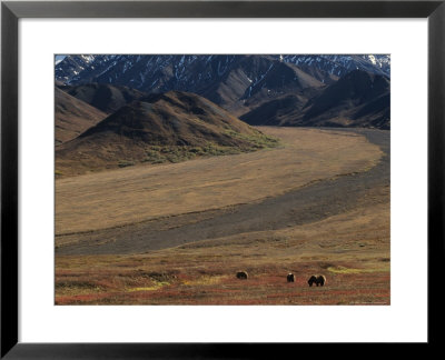Sow Grizzly With Two Cubs Grazing, Alaska by Michael S. Quinton Pricing Limited Edition Print image