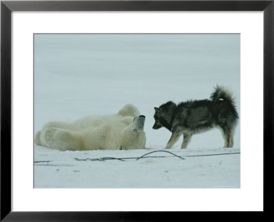 Polar Bear Lolls On His Back While A Husky Looks On by Norbert Rosing Pricing Limited Edition Print image