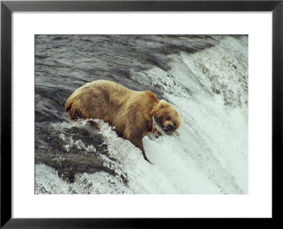 Grizzly Bear Catches A Fish In Brooks Falls by Paul Nicklen Pricing Limited Edition Print image