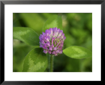 Red Clover, A Wildflower Of The Blue Ridge And Great Smoky Mountains by White & Petteway Pricing Limited Edition Print image