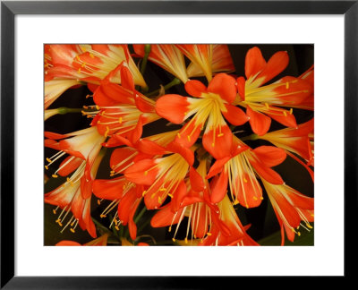 Close View Of A Cluster Of Flowers, Vancouver, British Columbia, Canada by Darlyne A. Murawski Pricing Limited Edition Print image